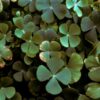 Marsilea Crenata