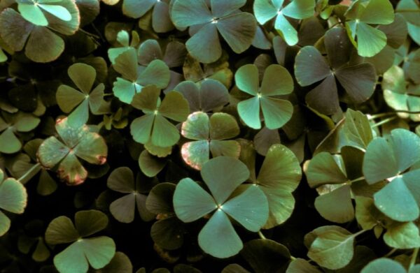 Marsilea Crenata