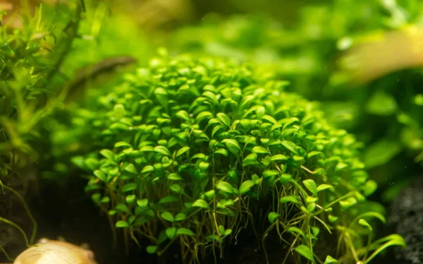 Glossostigma Elatinoides