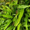 Java Fern / Microsorum Pteropus