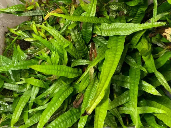 Java Fern / Microsorum Pteropus