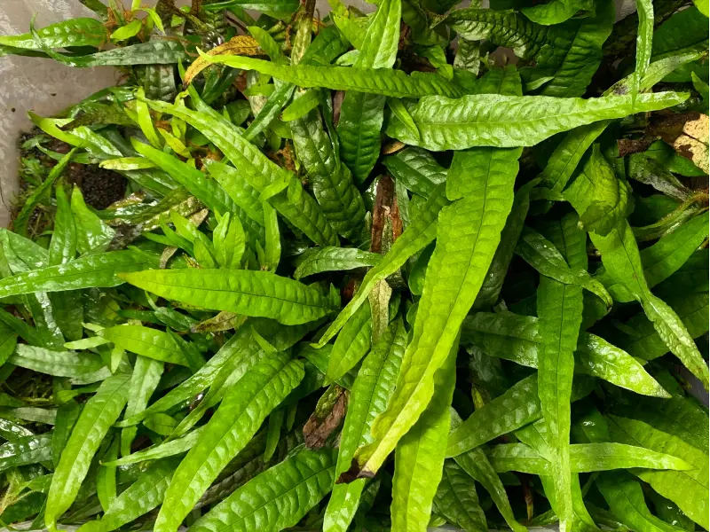 Java Fern / Microsorum Pteropus - Tropical Zone