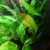 Java Fern / Microsorum Pteropus