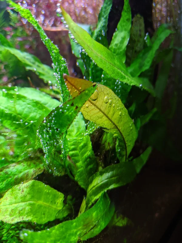 Java Fern / Microsorum Pteropus