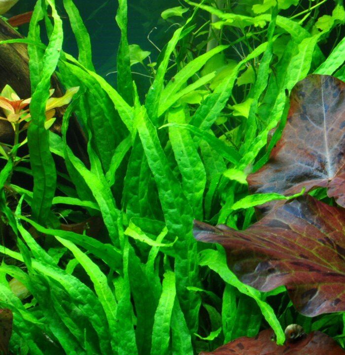 Java Fern Narrow Leaf