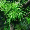 Trident Fern Trident Fern