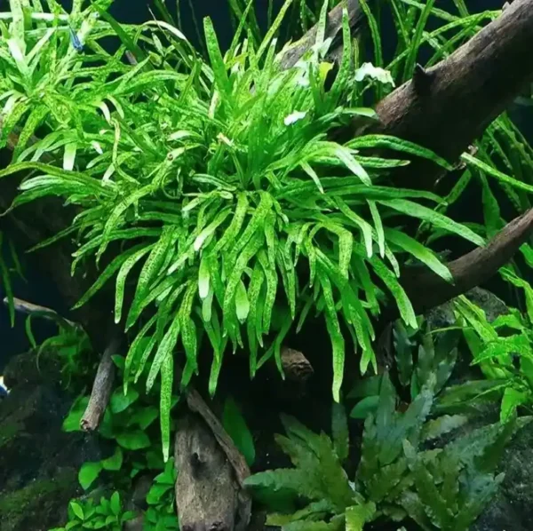 Trident Fern Trident Fern