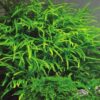 Trident Fern – 2 Trident Fern