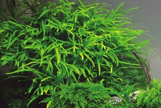 Trident Fern – 2 Trident Fern