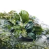 Bucephalandra Hulu Boyan