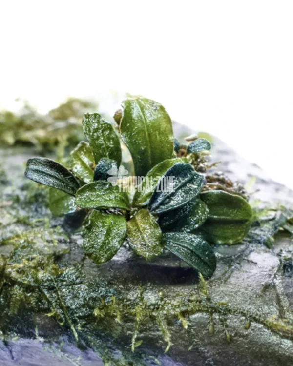 Bucephalandra Hulu Boyan