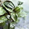 Bucephalandra Hulu Boyan