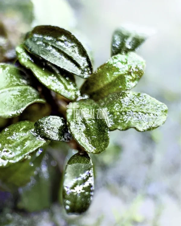 Bucephalandra Hulu Boyan