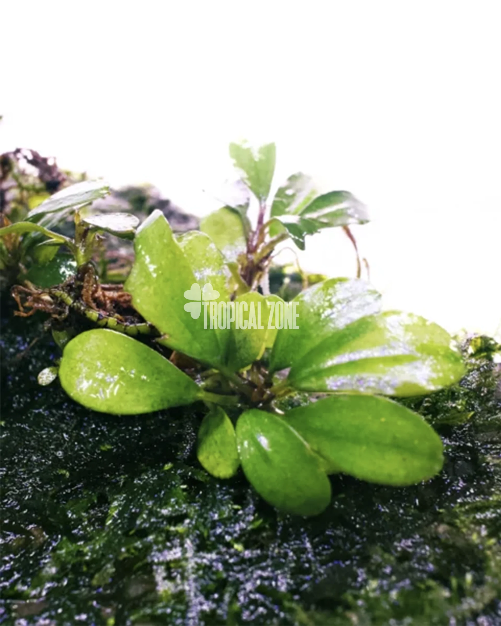 水草 Bucephalandra Mini Melawi. Mini Bilindae Bucephalandra Melawi Blue — Buce Plant