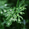 Ceratopteris Thalictroides China / Chinese Water Fern