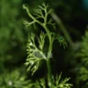Ceratopteris Thalictroides China / Chinese Water Fern