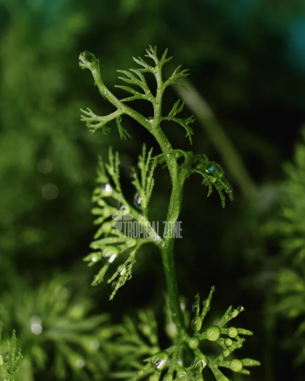 Ceratopteris Thalictroides China / Chinese Water Fern