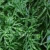 Ceratopteris Thalictroides China / Chinese Water Fern