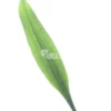 Cryptocoryne Parva