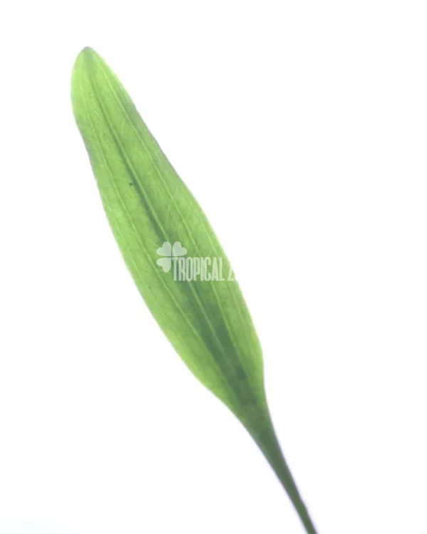 Cryptocoryne Parva