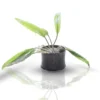 Cryptocoryne Wendtii 'Green'