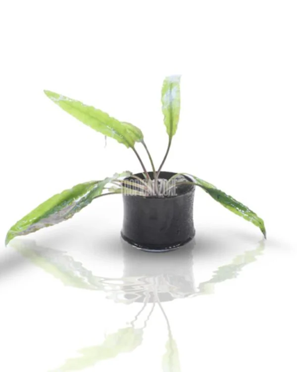 Cryptocoryne Wendtii 'Green'