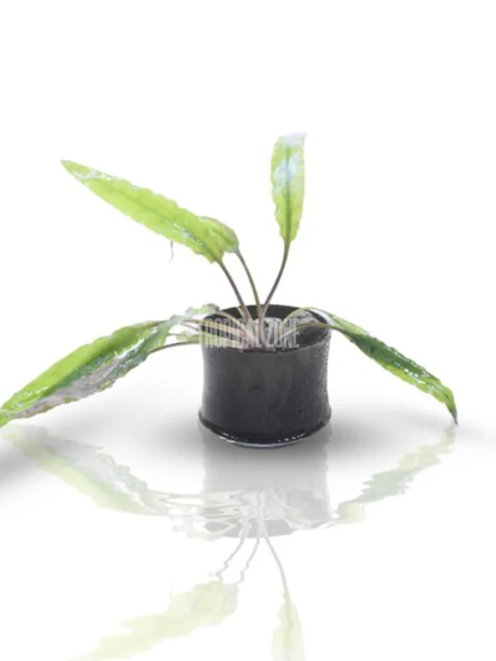 Cryptocoryne Wendtii 'Green'