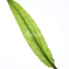 Cryptocoryne Wendtii 'Green'