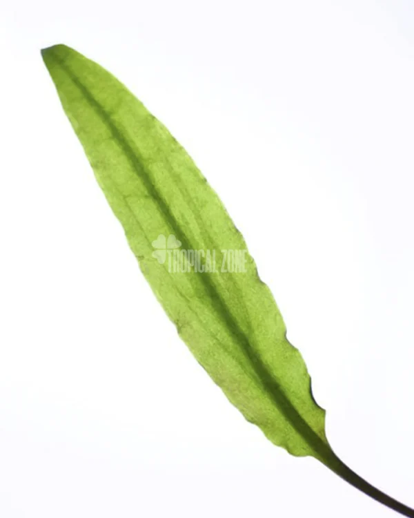 Cryptocoryne Wendtii 'Green'