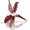 Cryptocoryne Wendtii 'Pink'