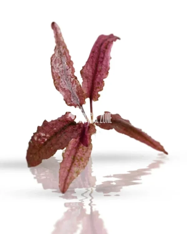 Cryptocoryne Wendtii 'Pink'