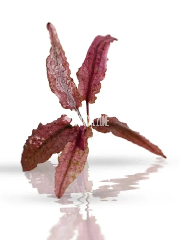 Cryptocoryne Wendtii 'Pink'