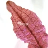 Cryptocoryne Wendtii 'Pink'
