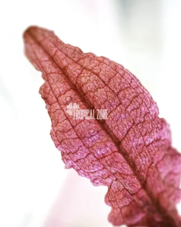 Cryptocoryne Wendtii 'Pink'