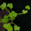 Hydrocotyle Tripartita Mini