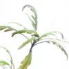 Hygrophila Pinnatifida