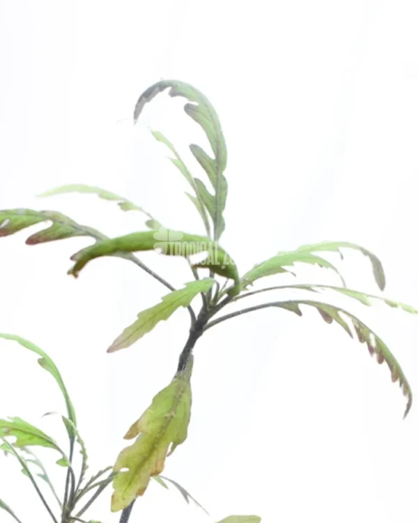 Hygrophila Pinnatifida