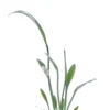 Cryptocoryne Parva