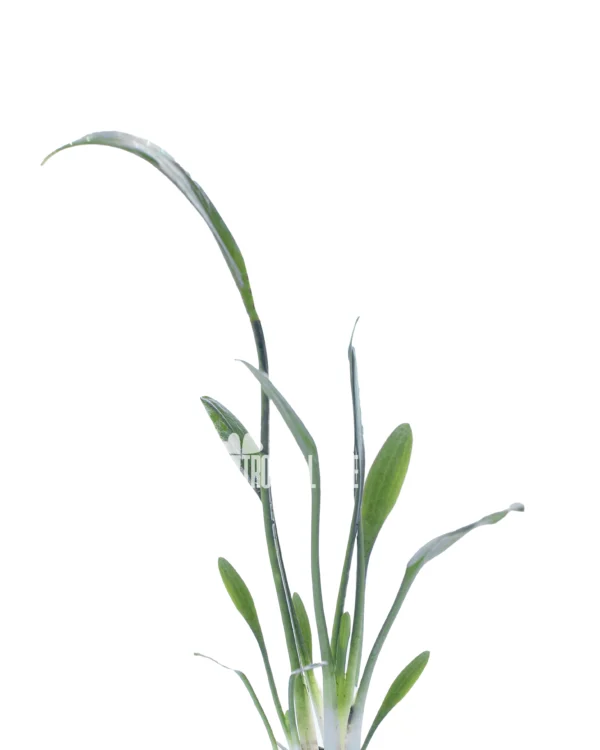 Cryptocoryne Parva
