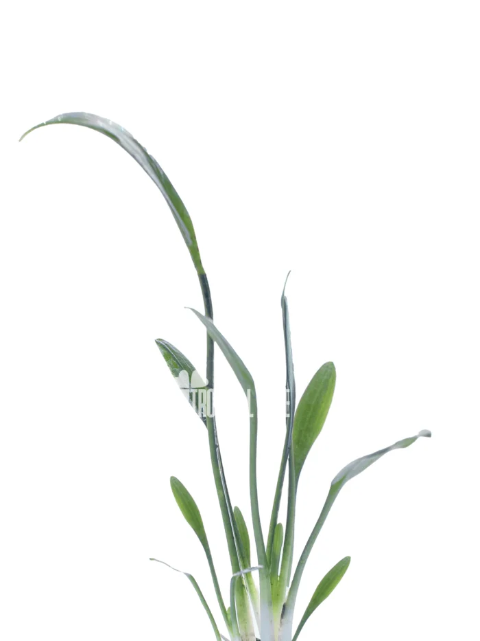 Cryptocoryne Parva
