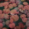 Red Root Floaters