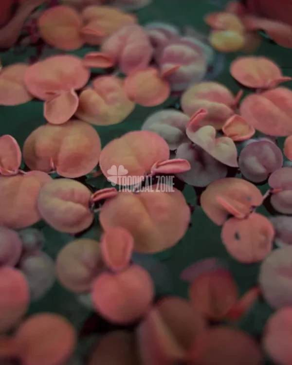 Red Root Floaters