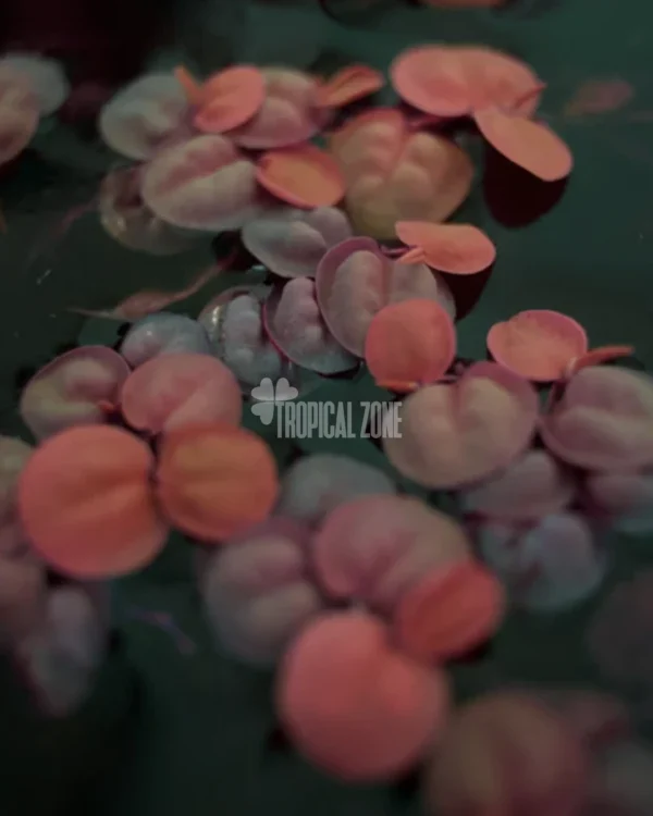Red Root Floaters