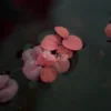 Red Root Floaters