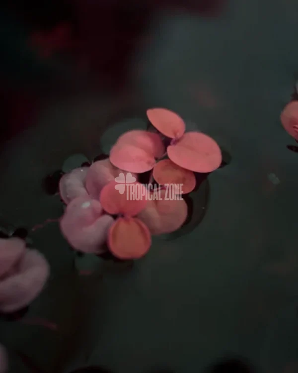 Red Root Floaters