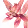 Rotala Rotundifolia Blood Red