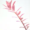 Rotala Rotundifolia Blood Red