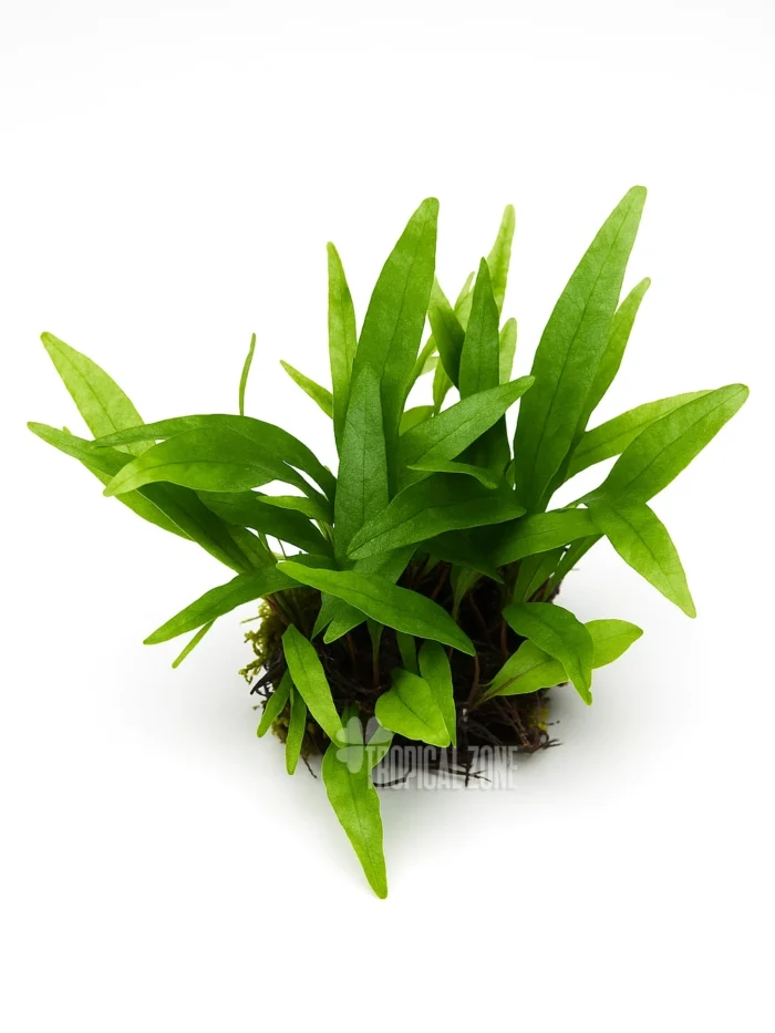 Dwarf Java Fern