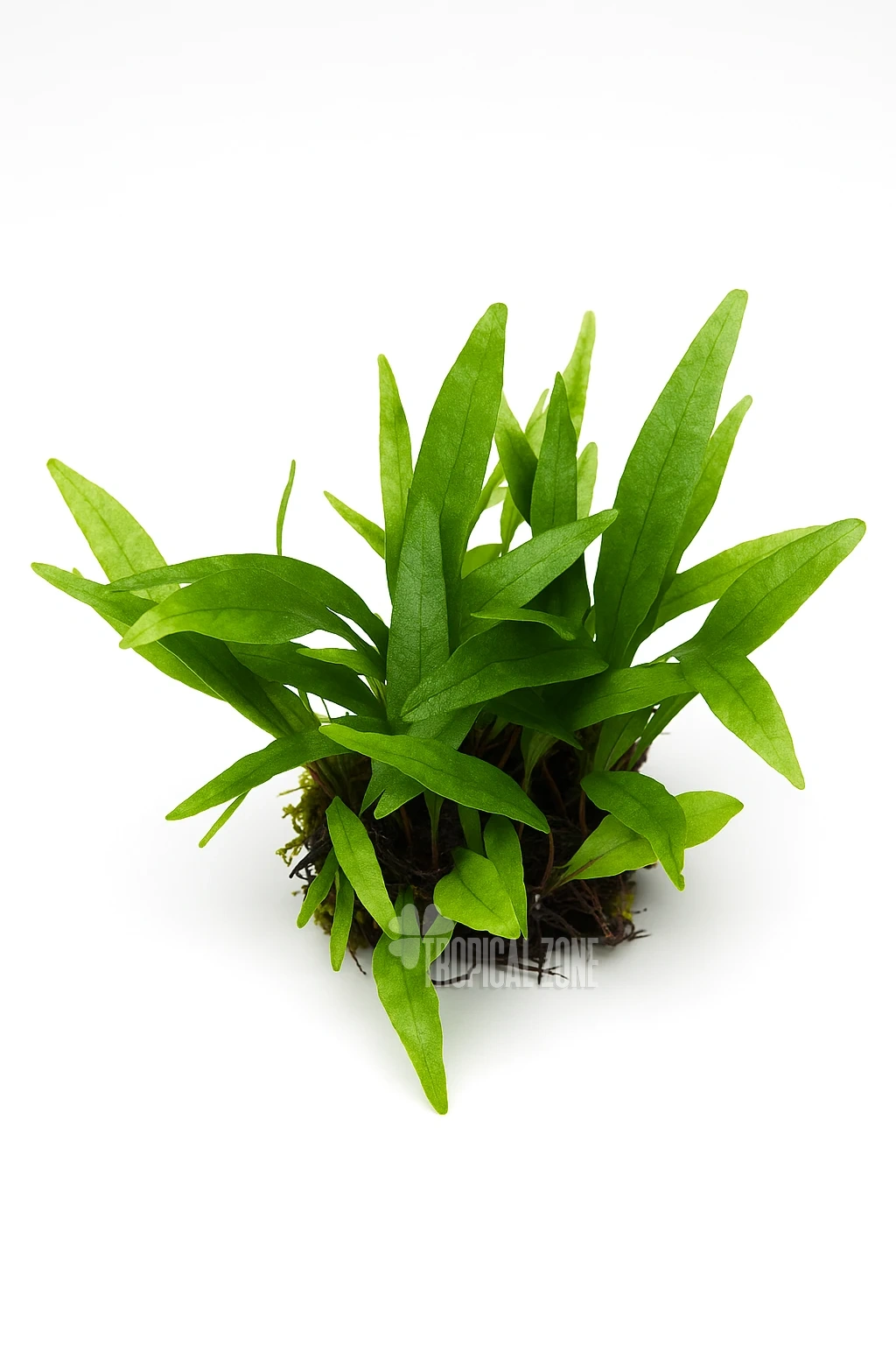 Dwarf Java Fern - Tropical Zone