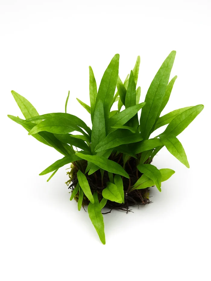dwarf java fern bunch